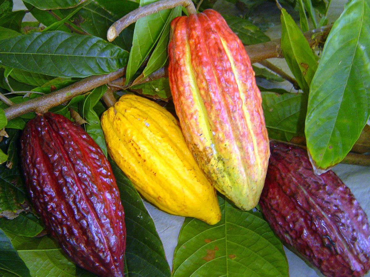 CACAO OIL- שמן קקאו טבעי נא-  מלך הסופר פוד לכל סוגי העור TerraTeva