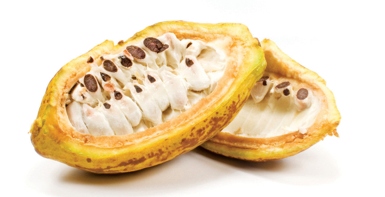 CACAO OIL- שמן קקאו טבעי נא-  מלך הסופר פוד לכל סוגי העור TerraTeva