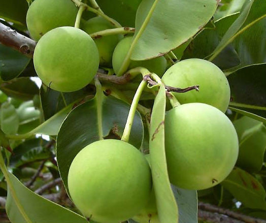 SUPERFOOD SERUM- סרום נוגד קמטים למראה פנים זוהר, מתאים לכל סוגי העור מועשר בסופרפודס