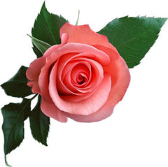 קרם לחות ROSE BLISS מפקעות ורדים ופירות יער, לשיקום והזנת עור הפנים